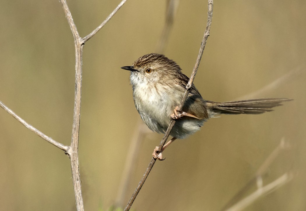 Dikkuyruklu ötleğen