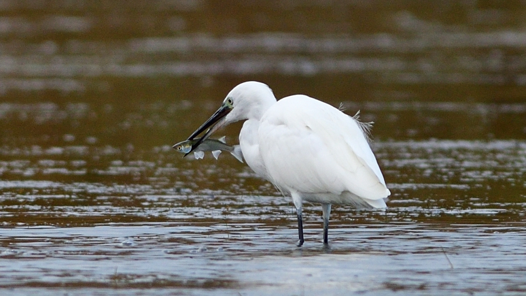 Küçük ak balıkçıl