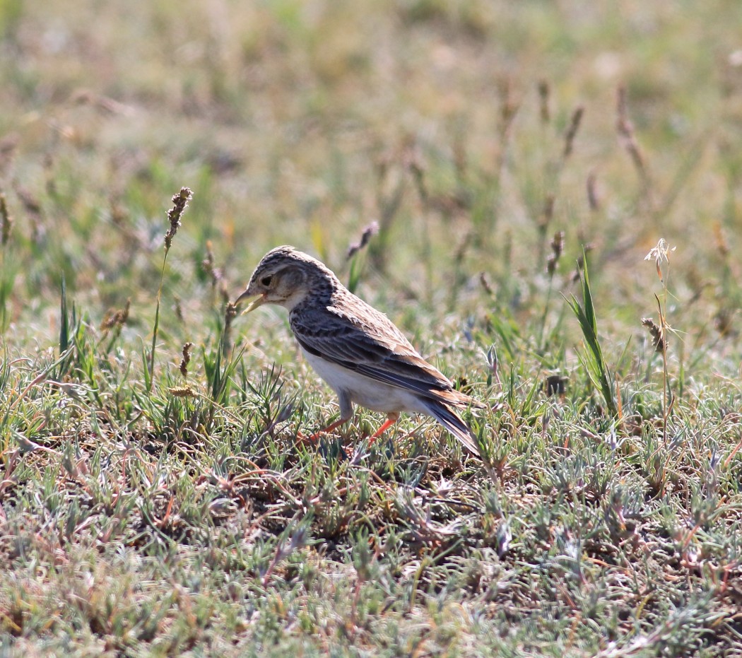 Türkistan çorak toygarı