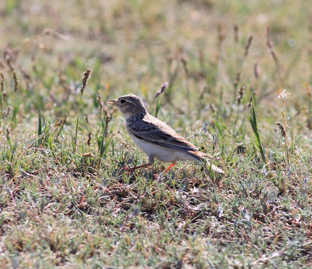Türkistan çorak toygarı