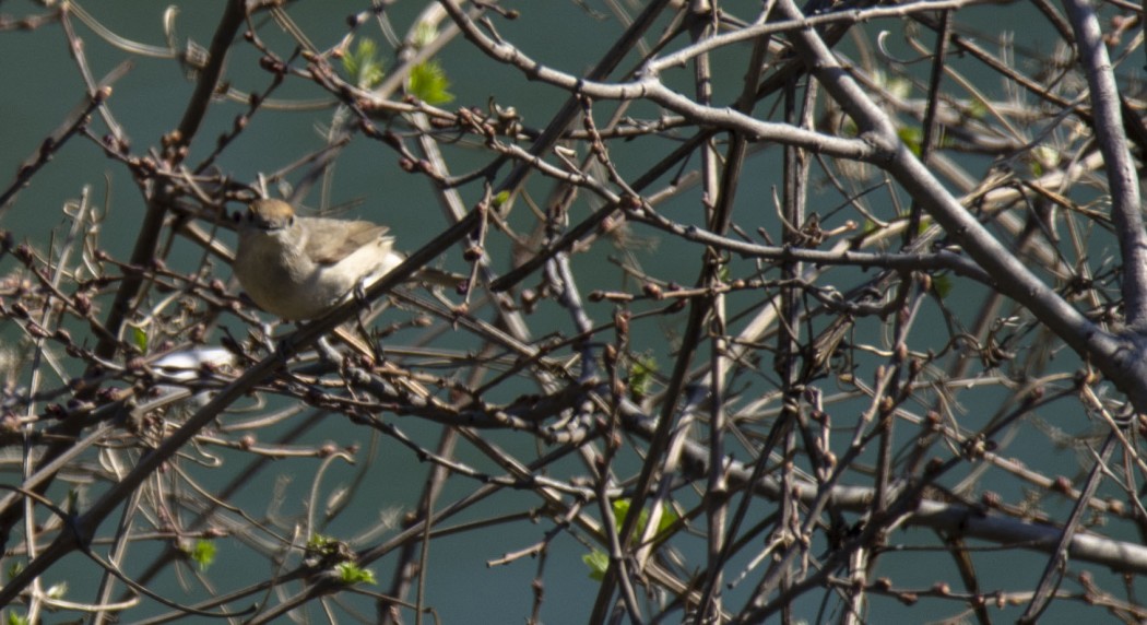 Karabaşlı ötleğen