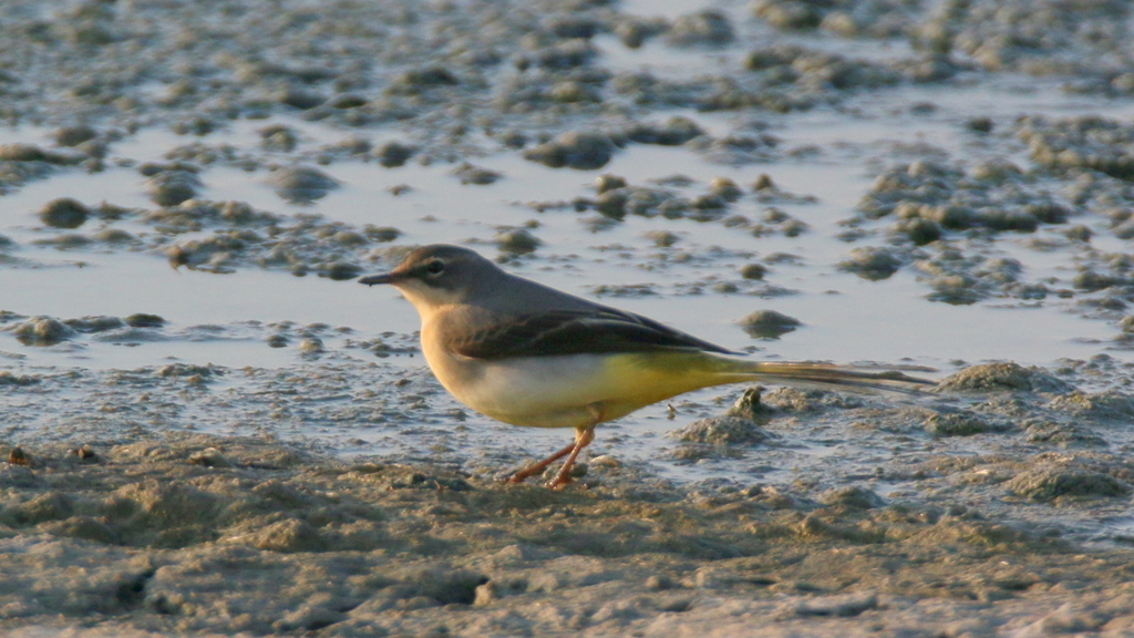 Dağ kuyruksallayanı