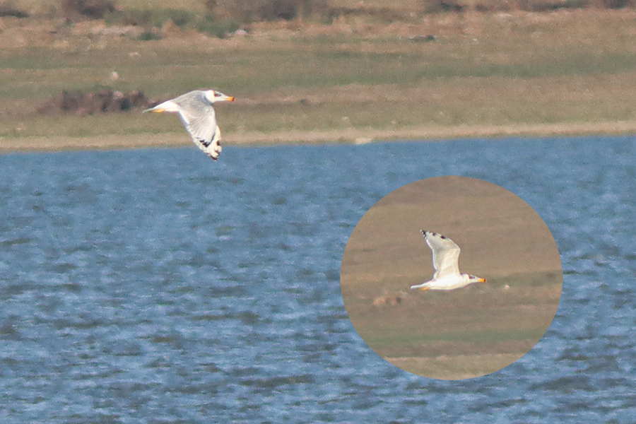 Büyük karabaş martı