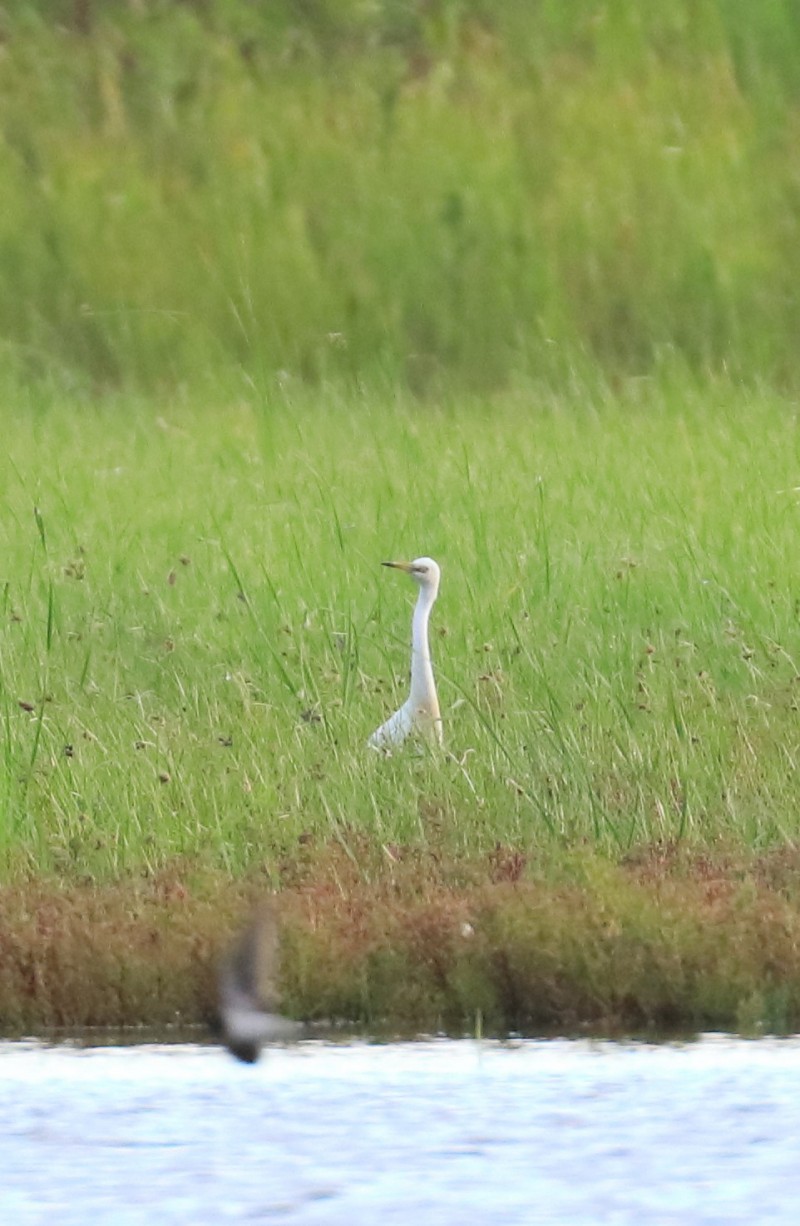 Büyük ak balıkçıl