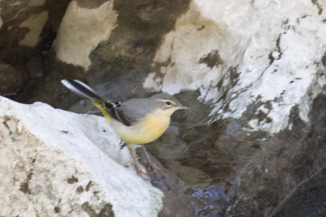 Dağ kuyruksallayanı