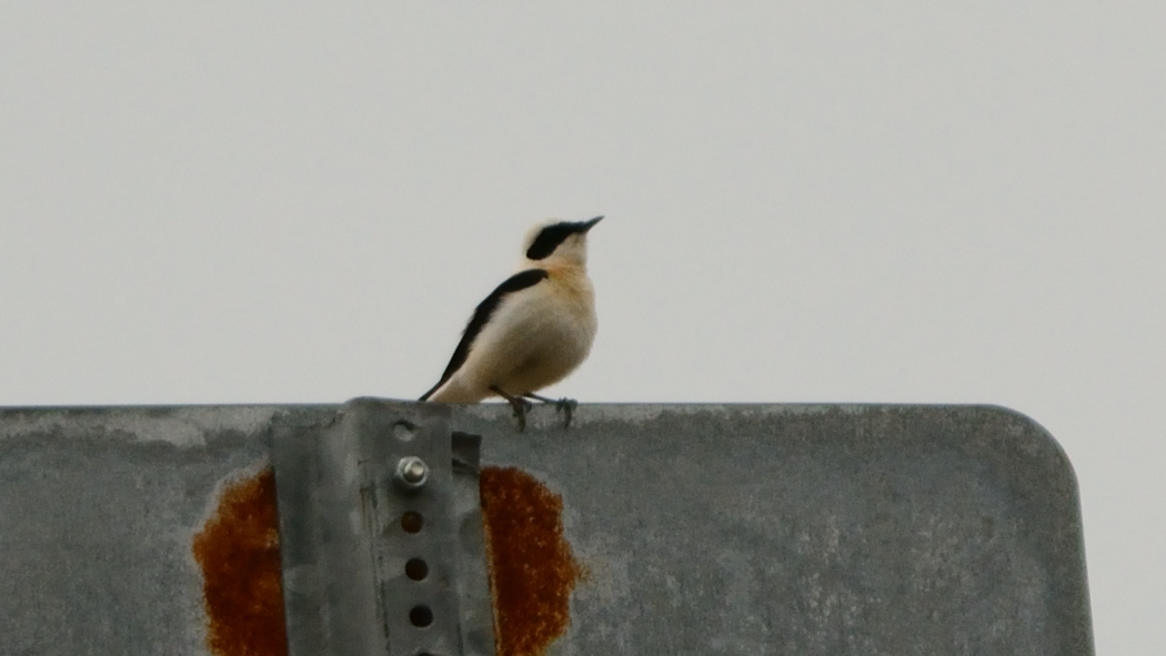 Karakulaklı kuyrukkakan