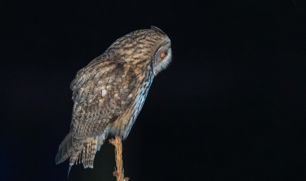 Kulaklı orman baykuşu