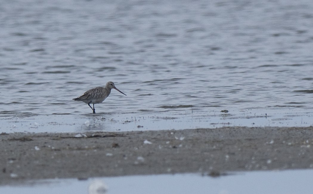 Kıyı çamurçulluğu