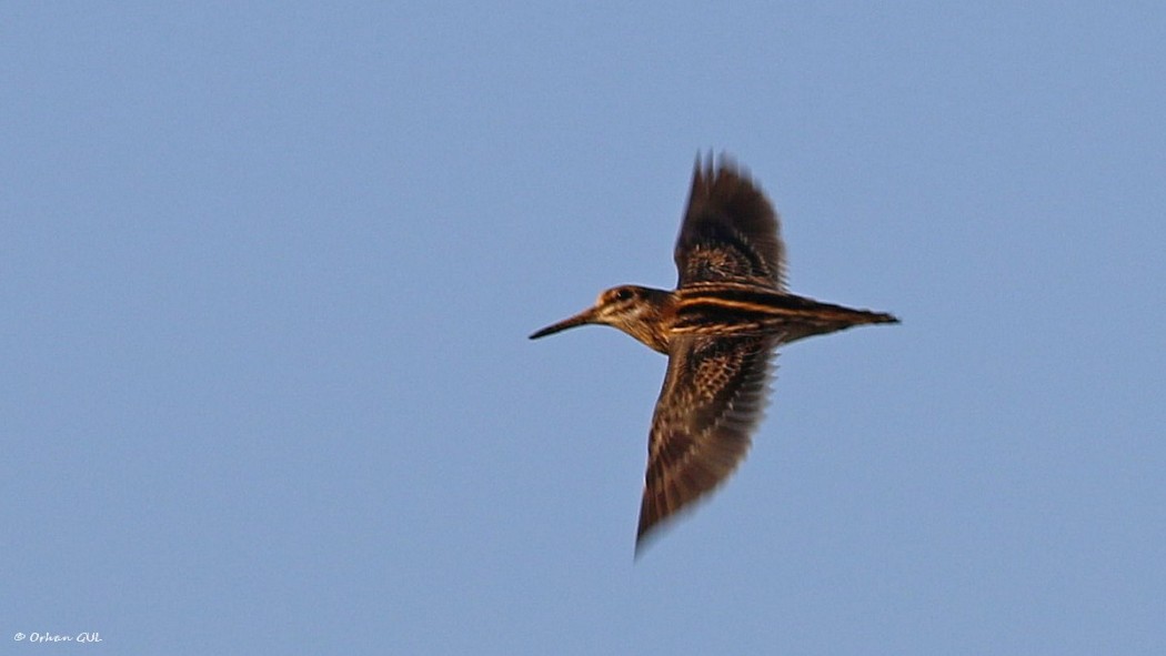 Küçük suçulluğu