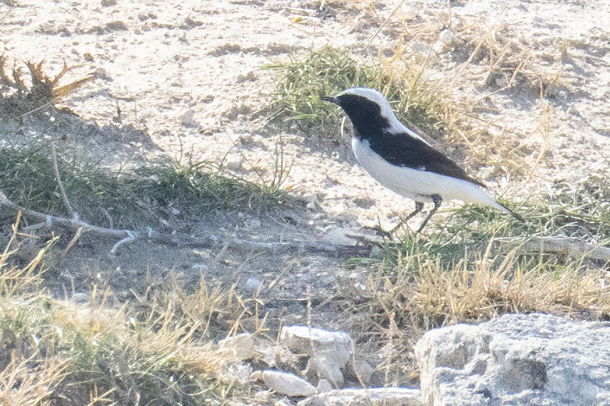 Aksırtlı kuyrukkakan