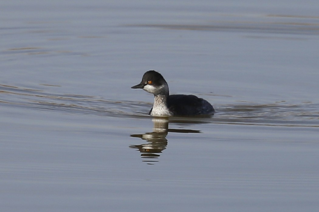 Karaboyunlu batağan
