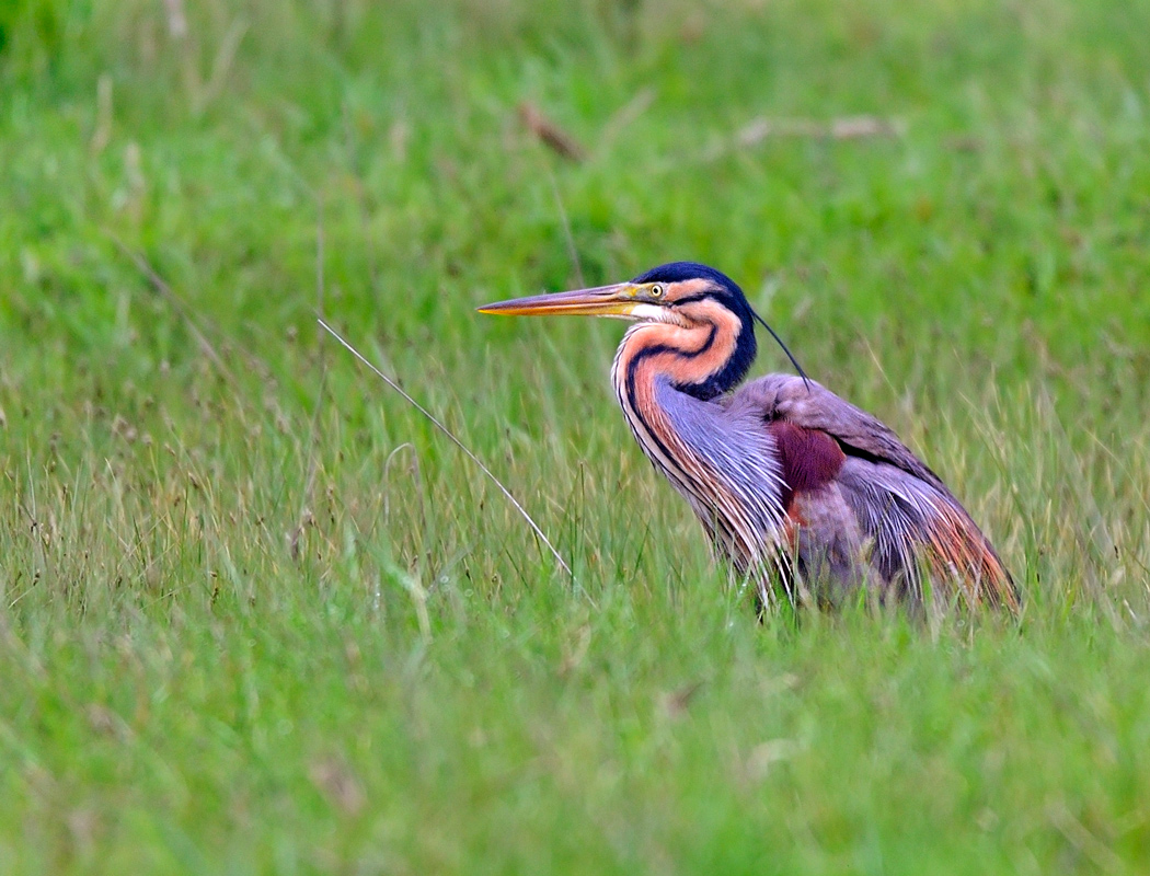 Erguvani balıkçıl
