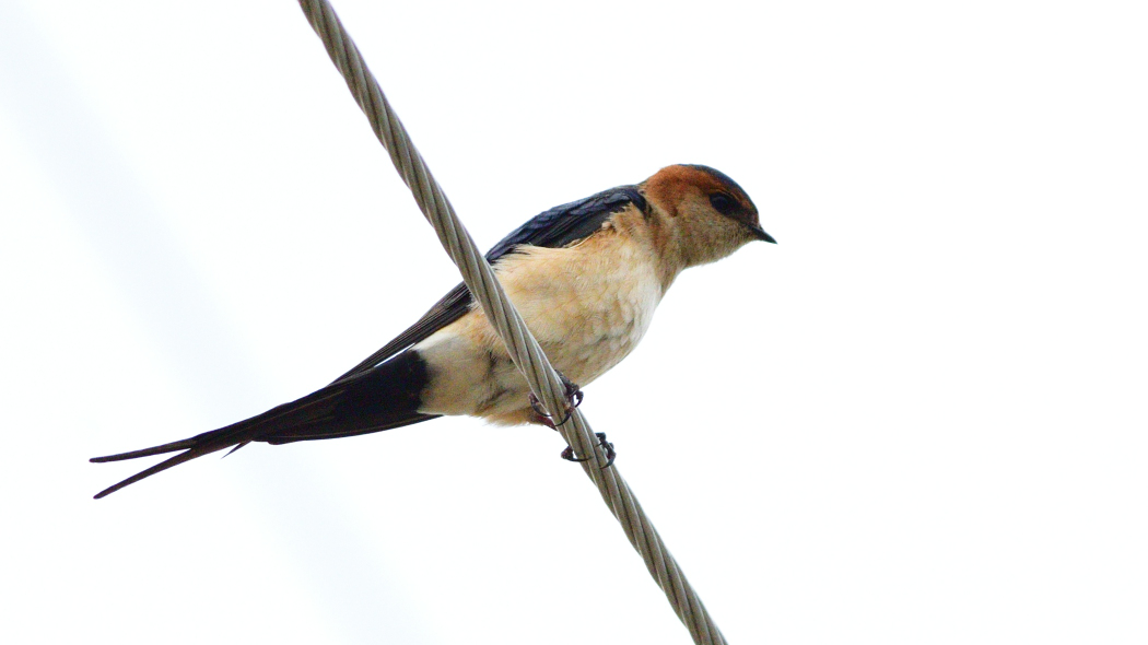 Kızıl kırlangıç