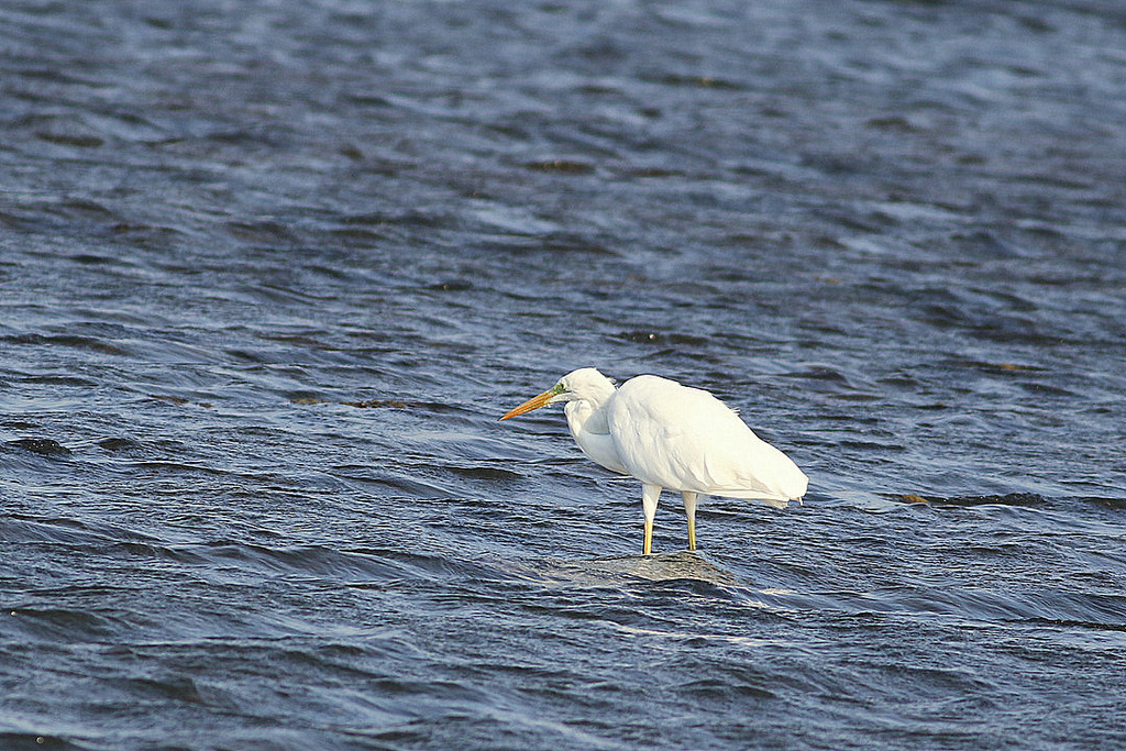 Büyük ak balıkçıl
