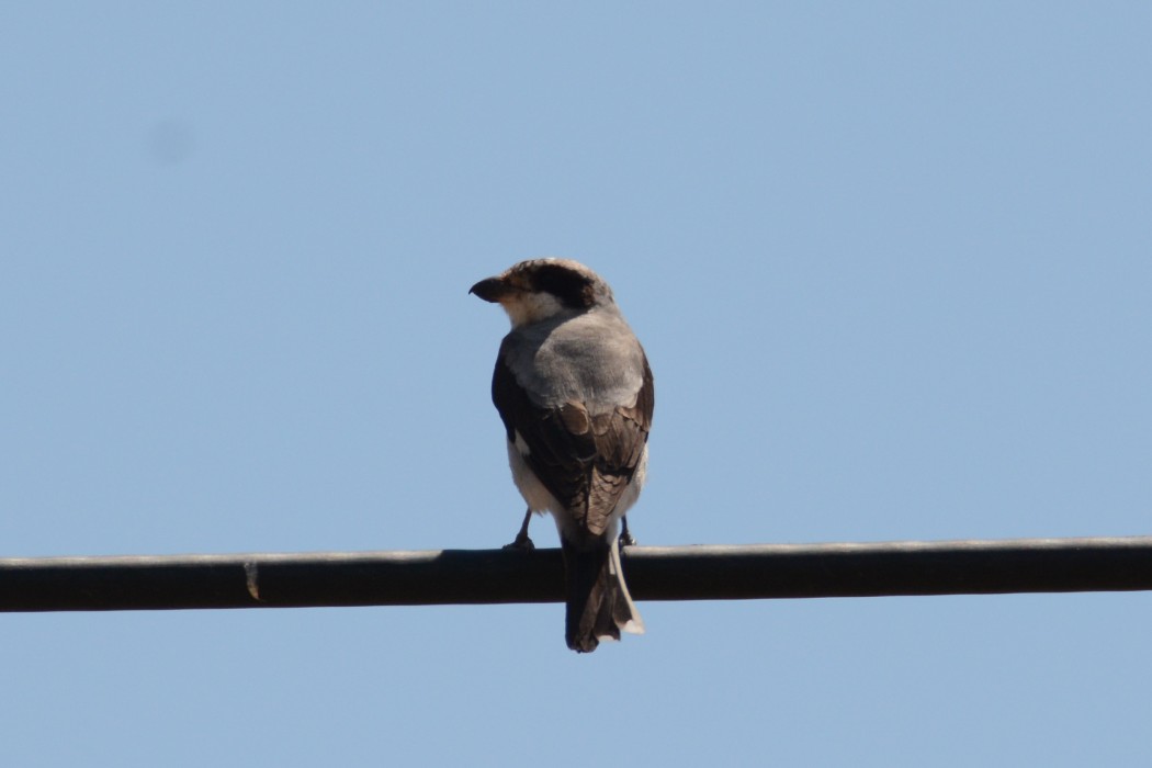 Karaalınlı örümcekkuşu