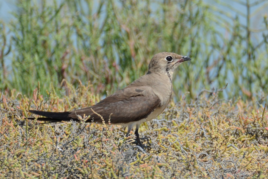 Bataklıkkırlangıcı