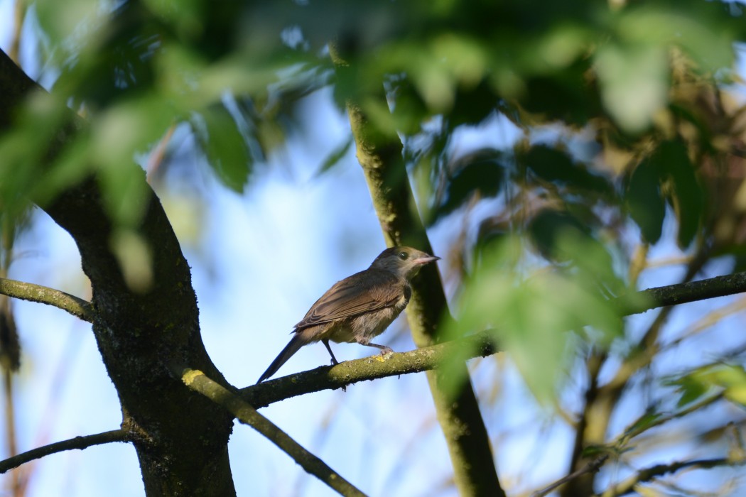 Karabaşlı ötleğen