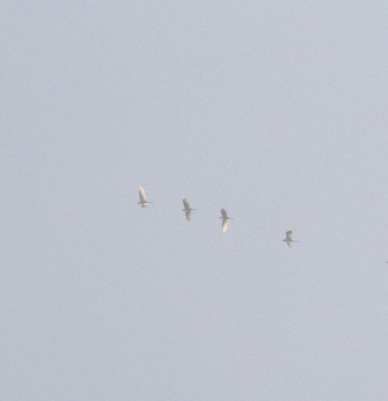 Büyük ak balıkçıl