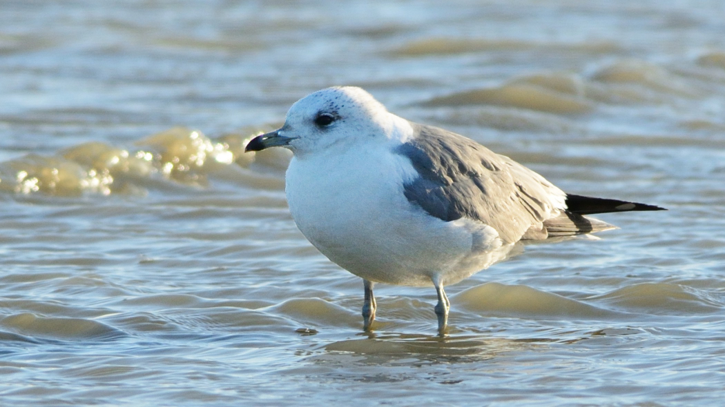 Küçük gümüş martı