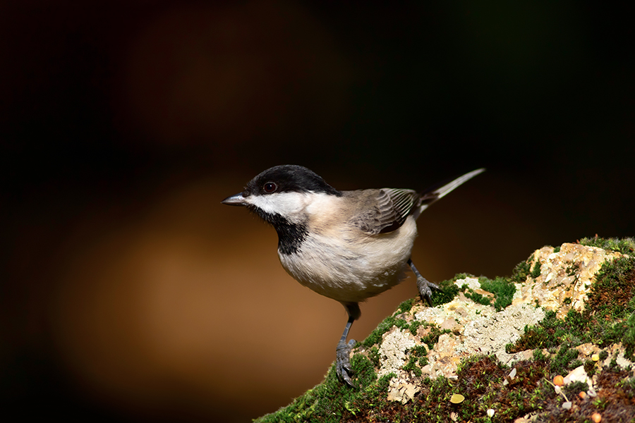 Akyanaklı baştankara