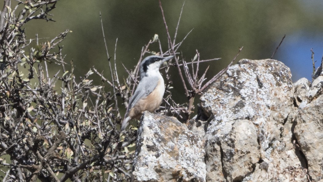Büyük kaya sıvacısı