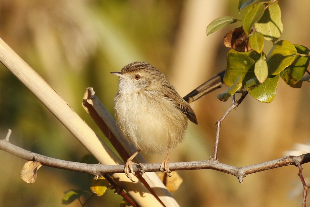 Dikkuyruklu ötleğen