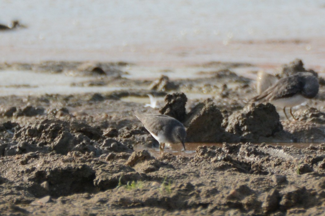 Sarıbacaklı kumkuşu
