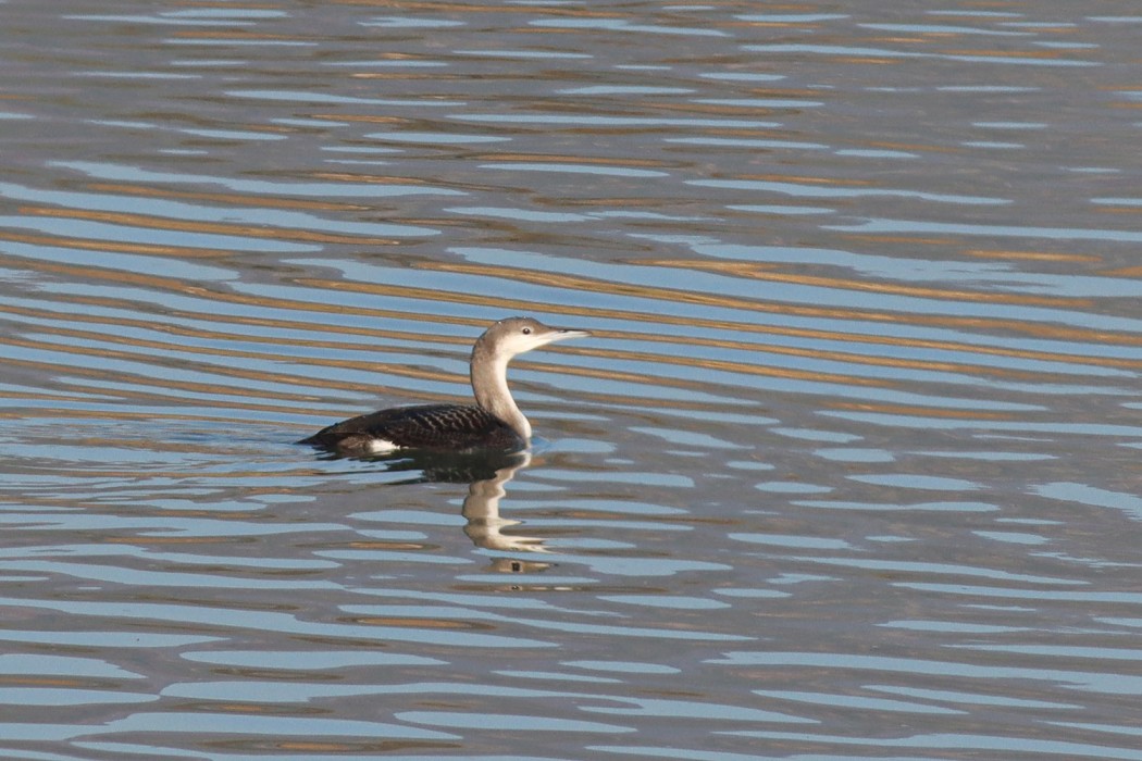 Karagerdanlı dalgıç