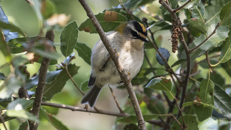Sürmeli çalıkuşu