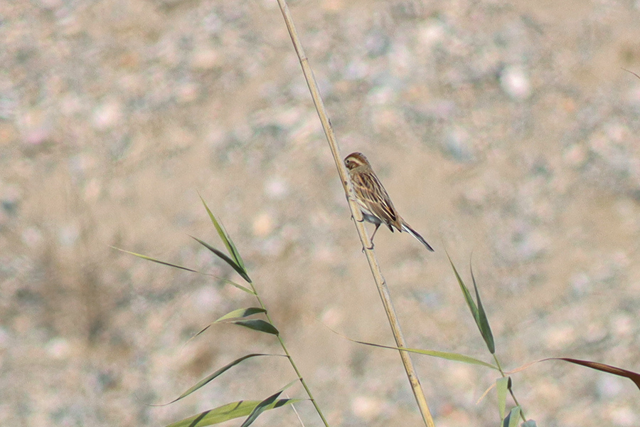 Bataklık Kirazkuşu