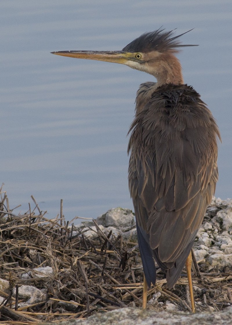 Erguvani balıkçıl