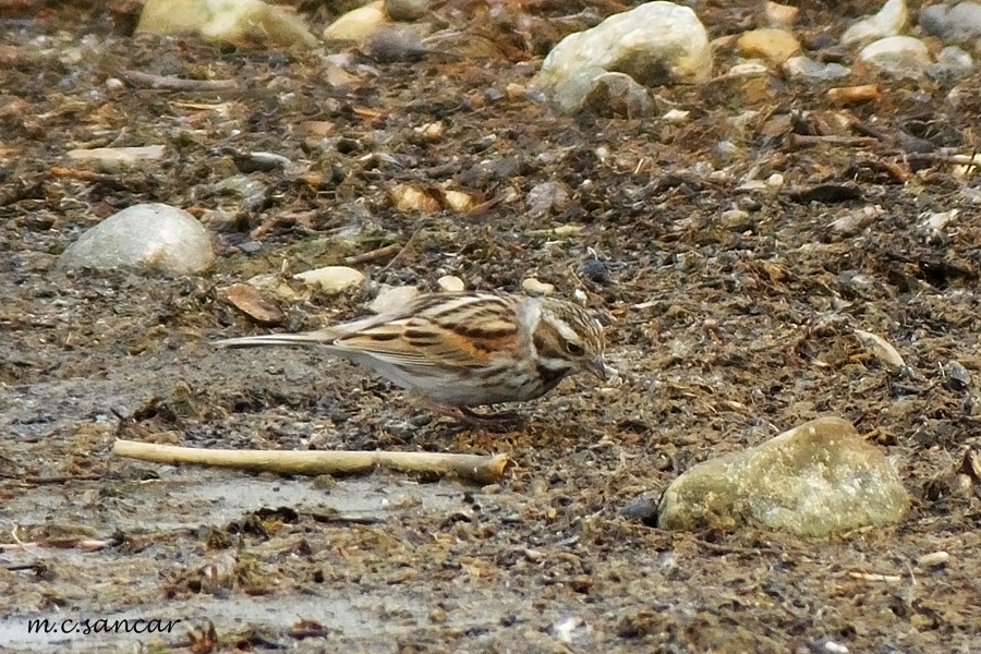Bataklık Kirazkuşu