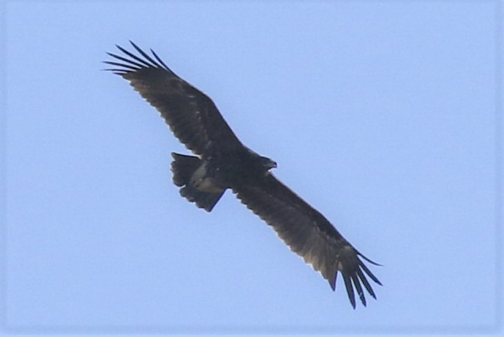 Büyük orman kartalı