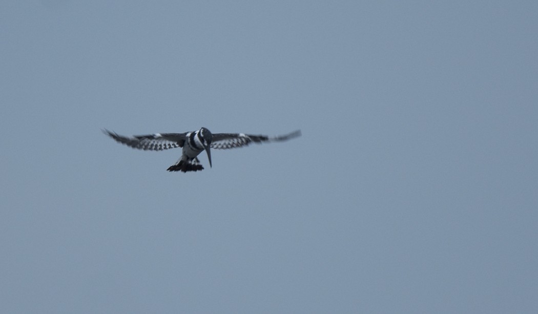 Alaca yalıçapkını