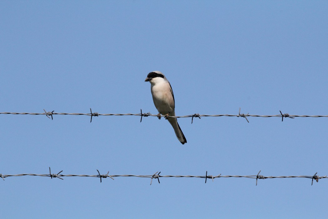Karaalınlı örümcekkuşu