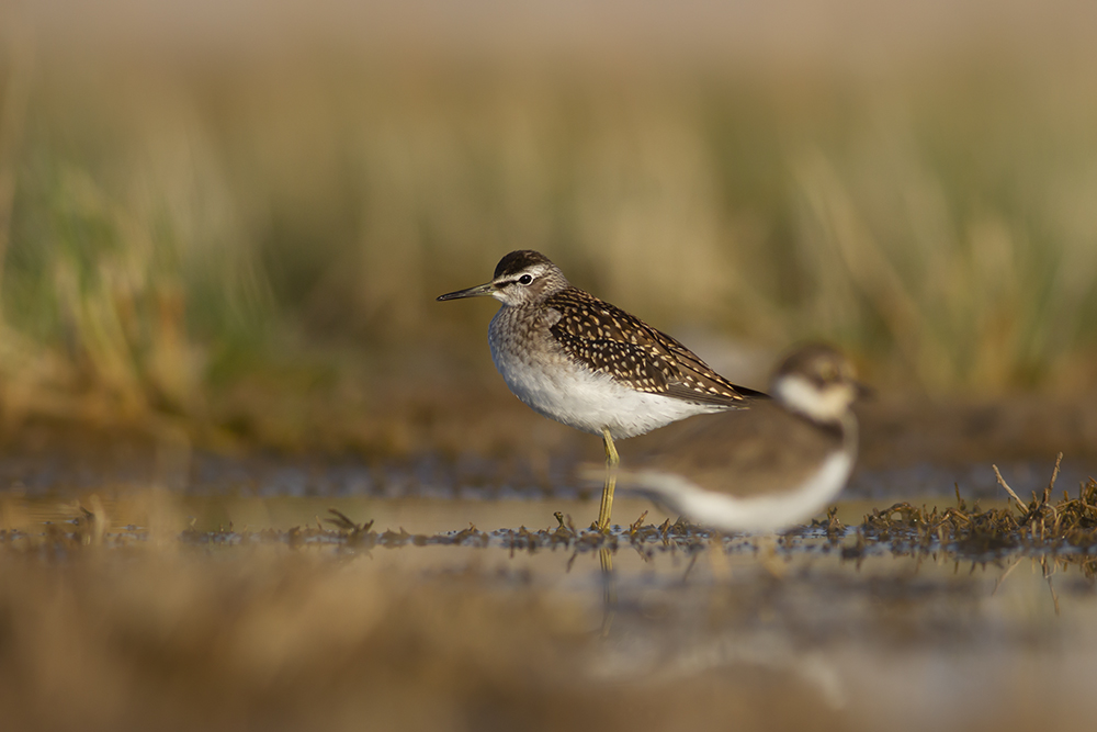 Orman düdükçünü