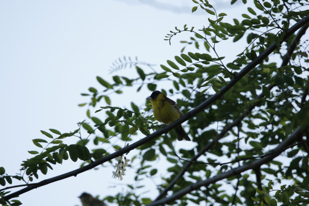 Karabaşlı kirazkuşu