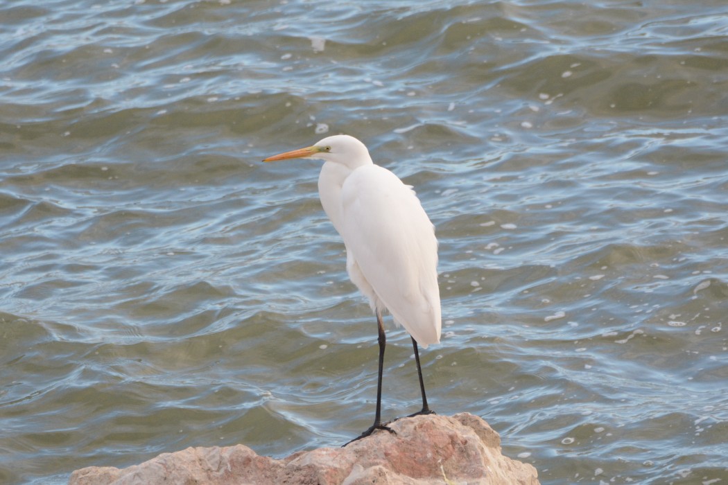 Büyük ak balıkçıl