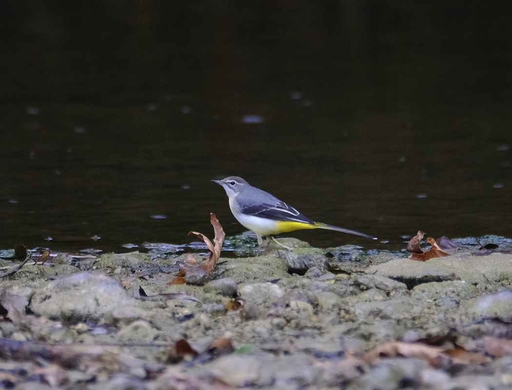 Dağ kuyruksallayanı