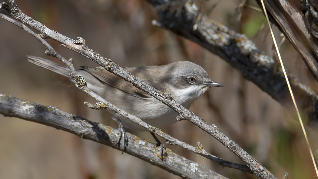 Küçük akgerdanlı ötleğen
