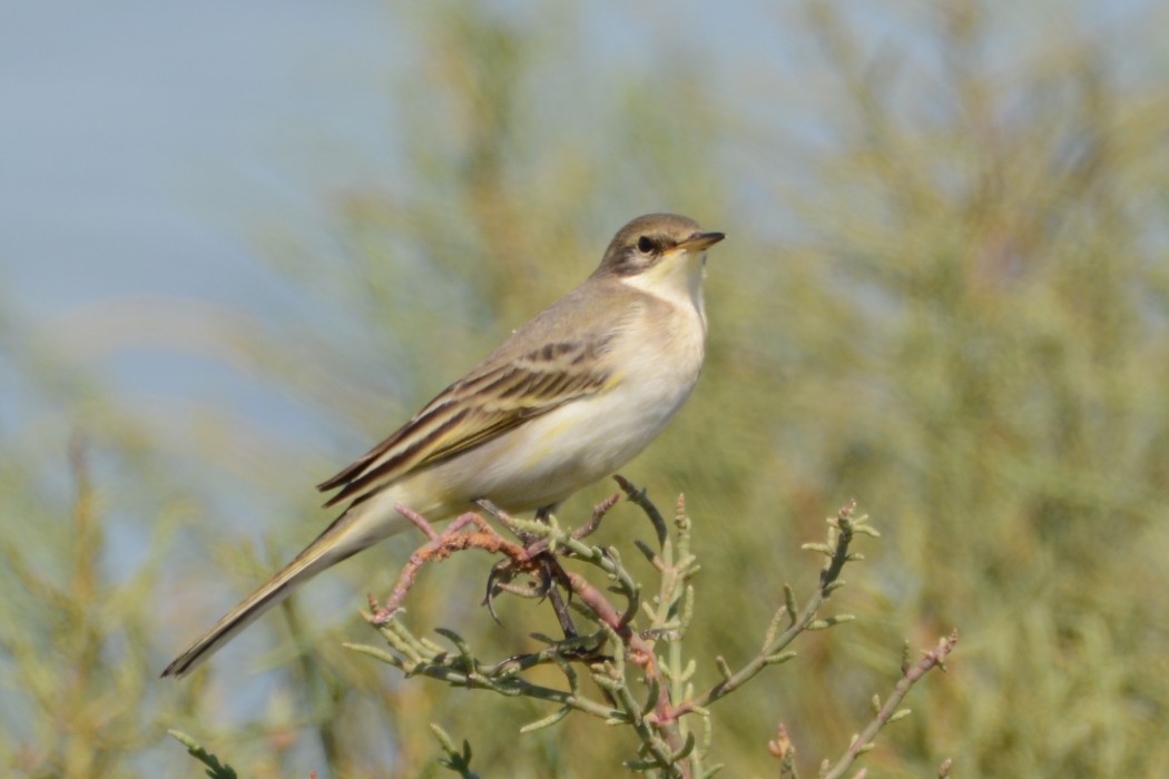 Sarı kuyruksallayan