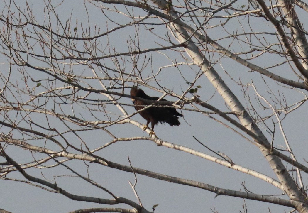 Büyük orman kartalı