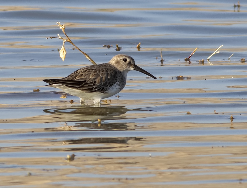 Karakarınlı kumkuşu