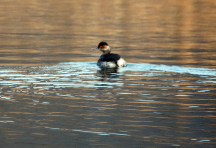Karaboyunlu batağan