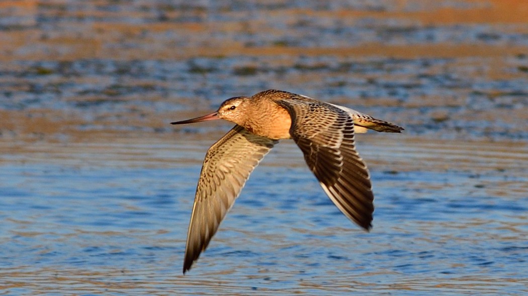 Kıyı çamurçulluğu