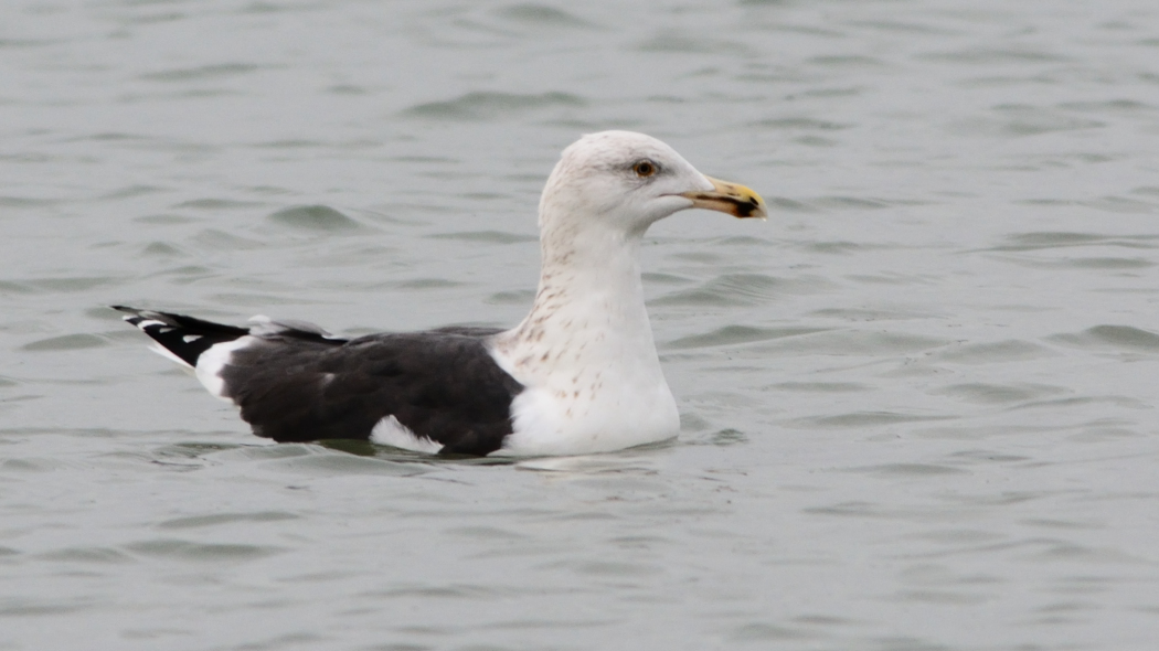 Büyük karasırtlı martı
