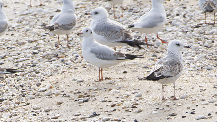Küçük gümüş martı