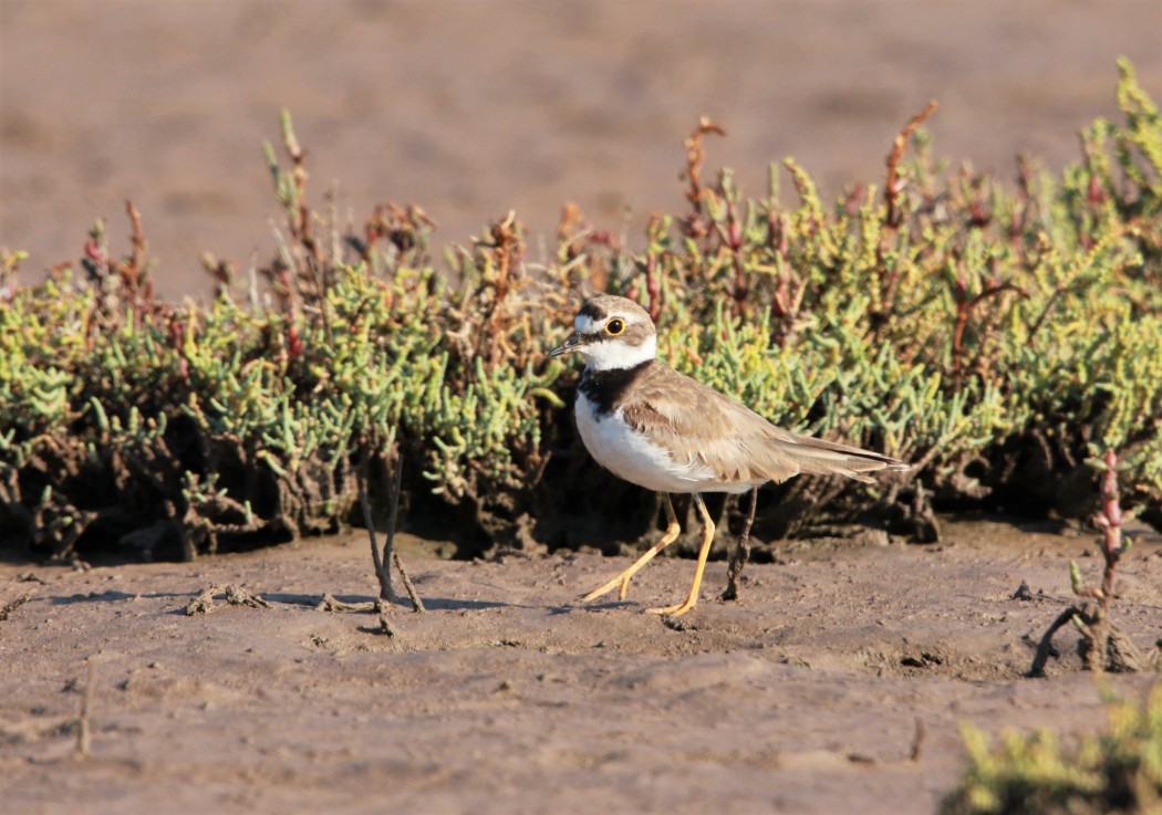 Halkalı küçük cılıbıt