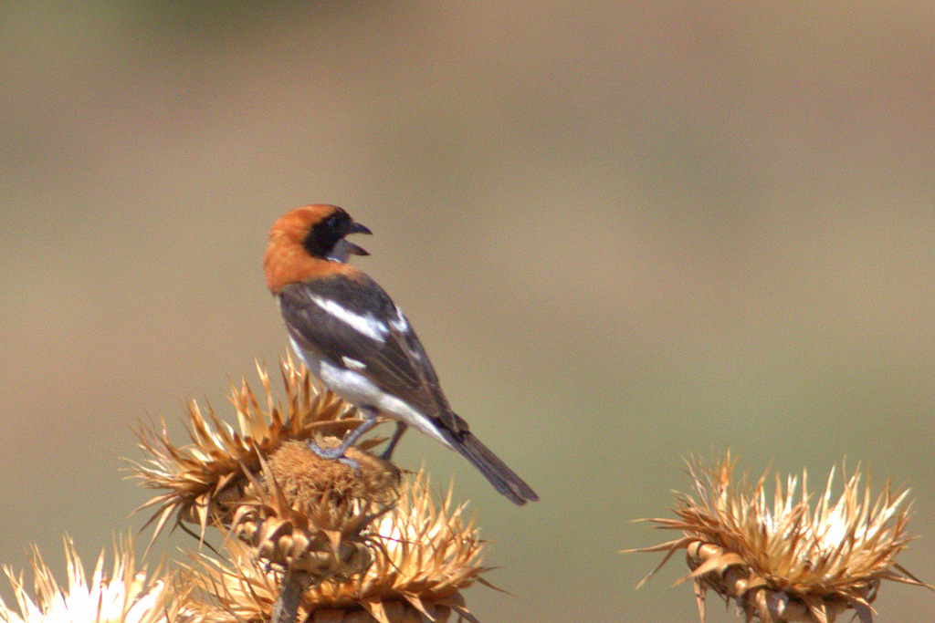 Kızılbaşlı örümcekkuşu