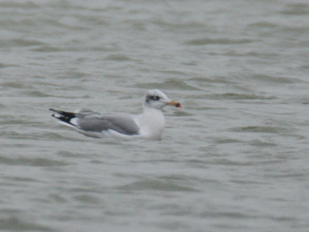 Büyük karabaş martı